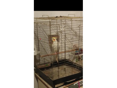 Erkek Lutino Sultan Papağanı