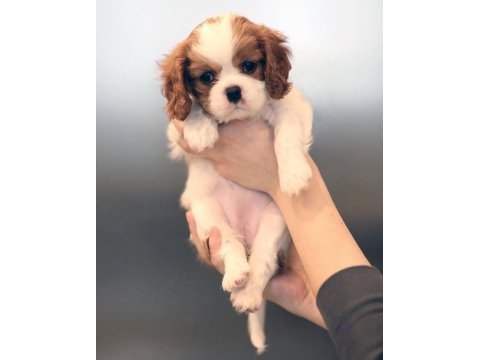 Cavalier King Charles Yavruları