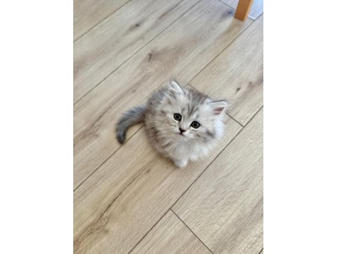 Muhteşem Chinchilla Kedisi Bebeklerim Ömürlük Yuvalarını Bekliyor