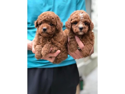 Kore Kan Redbrown Poodle Bebekler
