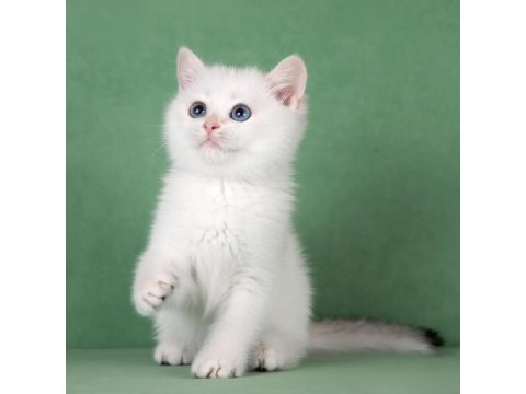 Mavişim Silver British Shorthair