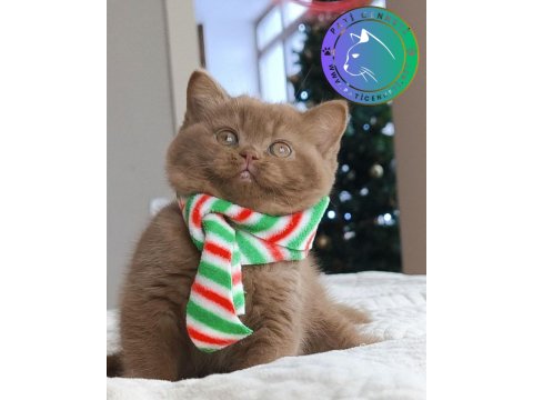 Pop Star Chocolate British Shorthair Yavrumuz