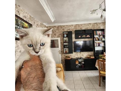 2 Aylık Kedimizi Sahiplendirmek