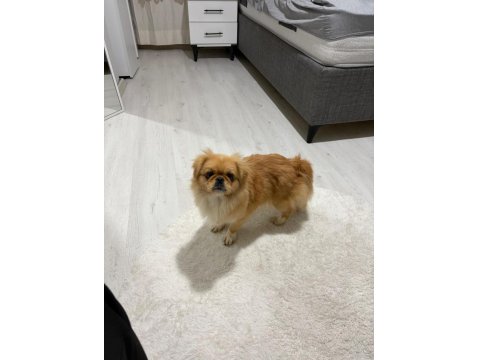 Pekinez Köpeğimiz 9 Aylık