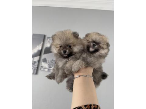 Pomeranian Boo Dişi Ve Erkek