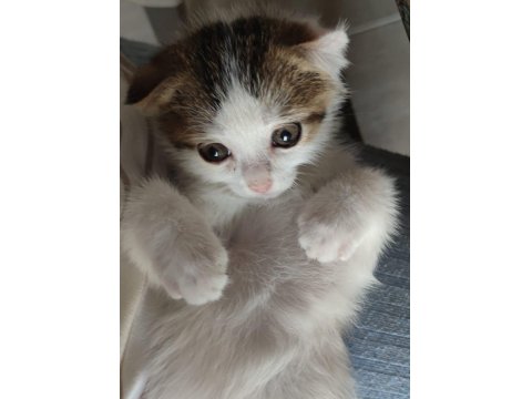 Cins Kedi Yavrusu Evcildir