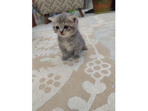 Yavru Kedilerimize Yuva Arıyoruz