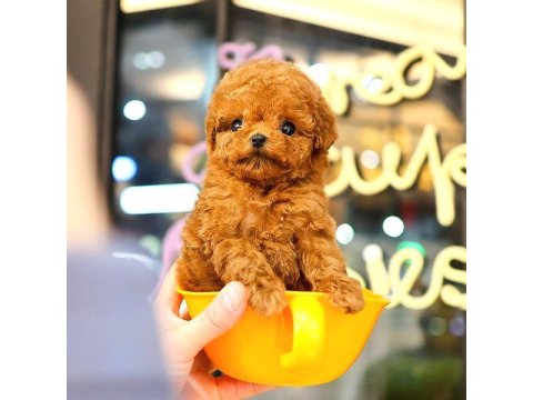 Yavru Toy Poodle