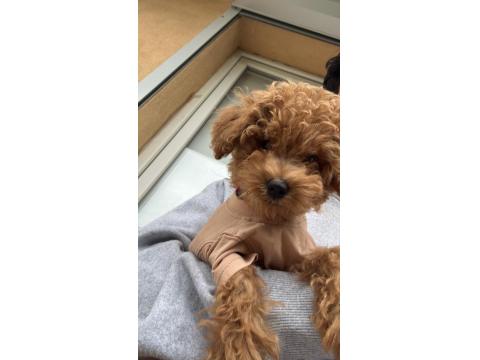 Toy Poodle 2,5 - 3 Aylık