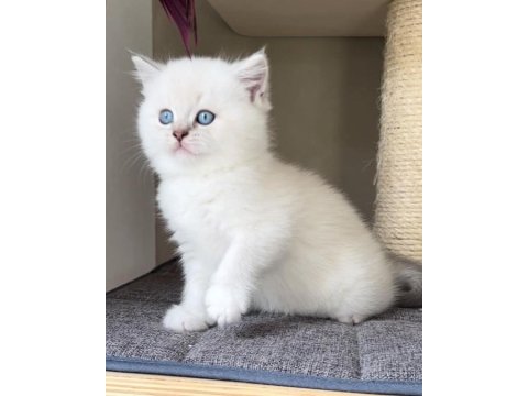 British Shorthair Yavrularımız