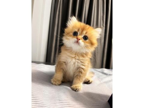 Safkan British Yavrular