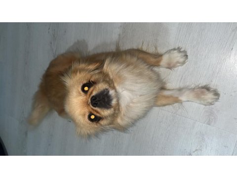 Pekinez Köpeğimiz 9 Aylık