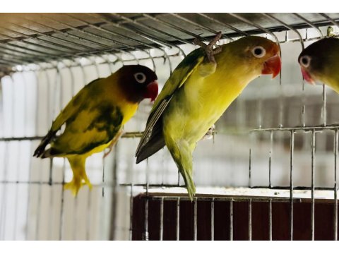 Cennet Ve Sevda Papağanı