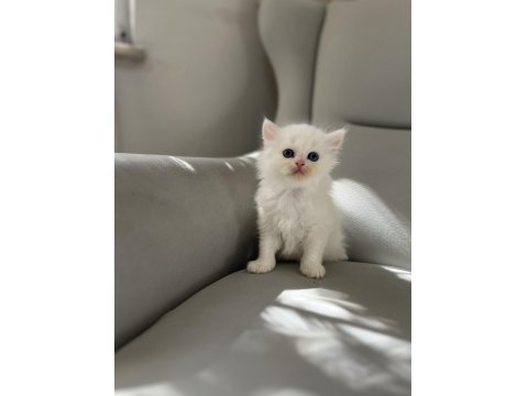 British Longhair Erkek Bebeğim