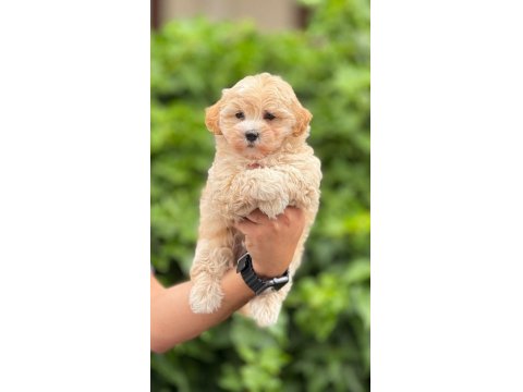 Toy Poodle Bebek Köpeğimiz