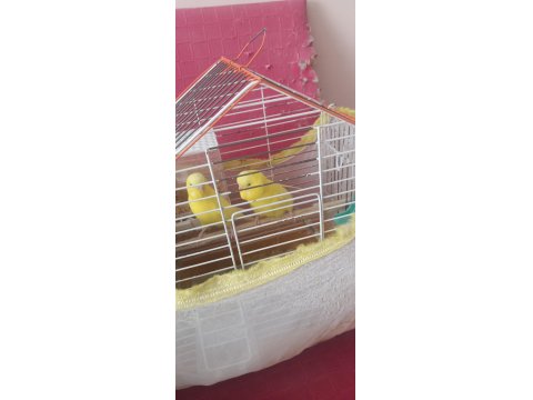 Yavru Ve Yetişkin Çift Kuşlar Ve Sultan Papağanı