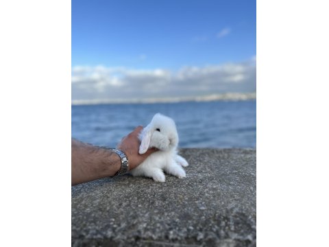 Safkan Evcil Tavşan Yavruları Her İle Gönderim Var