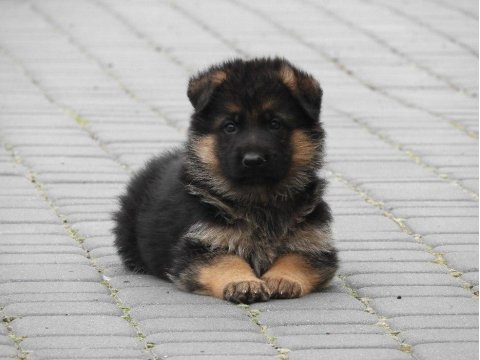 Alman Çoban Köpeği Yavruları