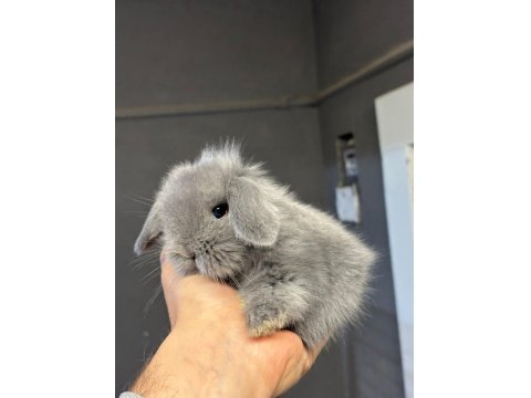 Safkan Hollanda Cüce Ve Mini Lop Tavşan Yavruları