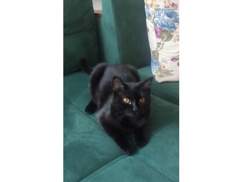 Ücretsiz Baba Scottish Fold Anne Siyam 06.12.2024 Doğumlu