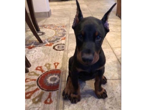 Efsane Doberman Köpeği Bebekler