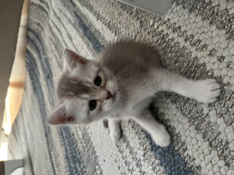 Golden British Shorthair Yavrular