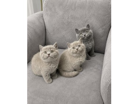 British Shorthair (Lilac - Gri)