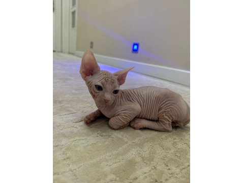 Yavru Sfenks 2 Aylık