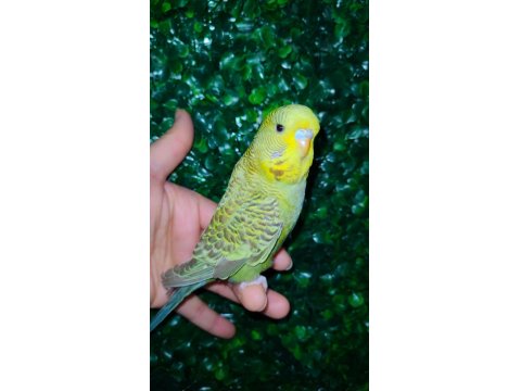 Akıllı Uysal Evin Yeni Üyesi Muhabbet Kuşu