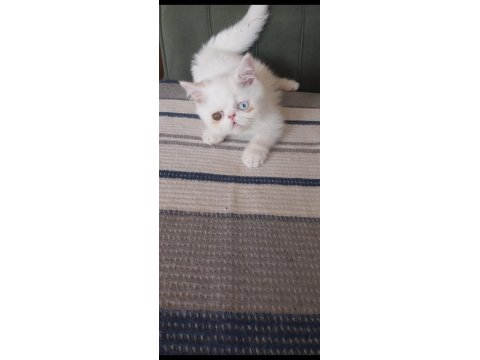 Odd Eyes Yavru Beyaz Renk Erkek Kedimiz