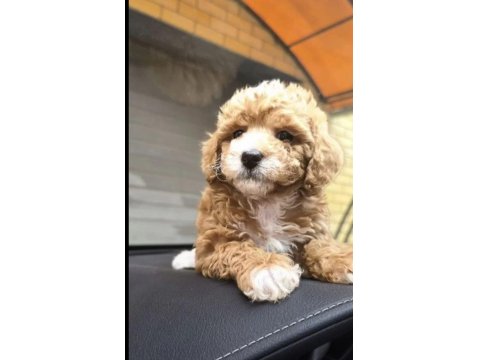 Sevgililer Gününe Özel A Kalite Maltipoo Bebeklerimiz