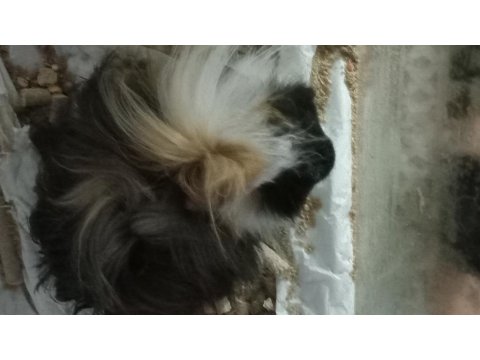 3 Aylık Ginepig Ve Tüm Malzemeleri Dahil