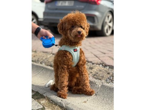 6 Aylık Erkek Poodle