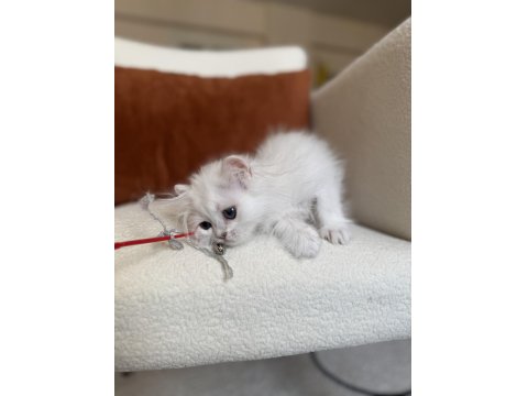 Koyu Mavi Gözlü Aşırı Tatlı Silver Point British Longhair