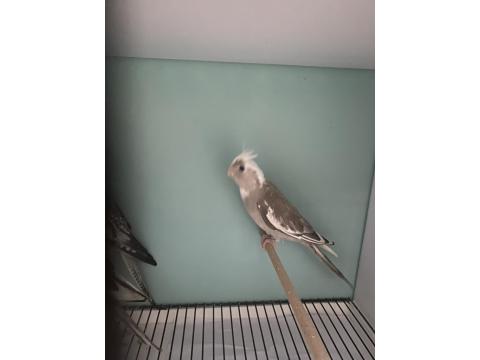 45 Günlük Yeme Yeni Düşen Muhteşem Renk Sultan