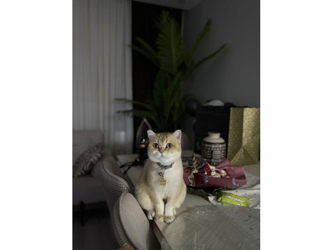 Ücretsiz Sahiplendirme British Shorthair