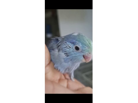 Yavru Turkuaz Erkek Cobalt Forpus Papağanı