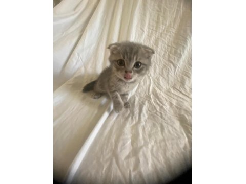 Scottish Fold & Straight Yavrularımız