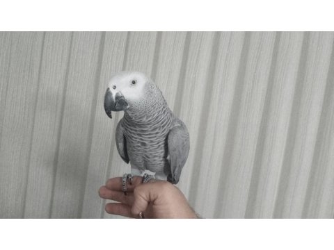 Papağan Çeşitlerimiz Mevcuttur