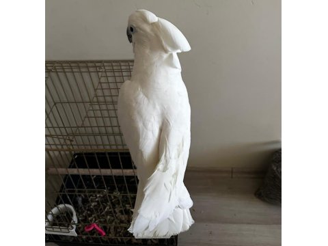 Umbrella Kakadu Full + Full Evcil