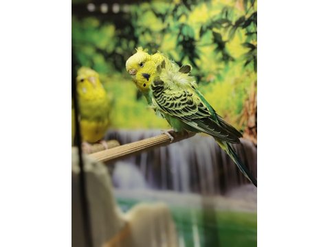 Ücretsiz Sahiplendirme Japones Ev Üretimi 2025 Doğumlu Muhabbet Kuşu