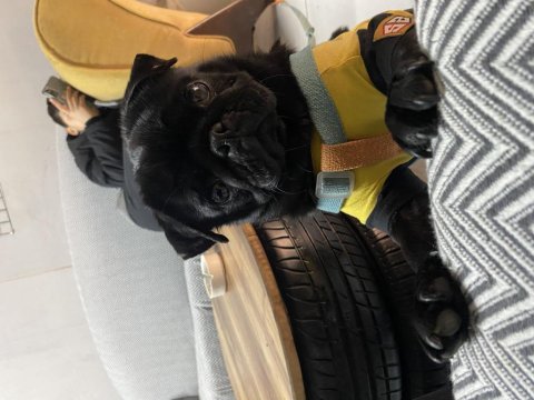 Dişi 1 Yaşında Siyah Pug Kızanında