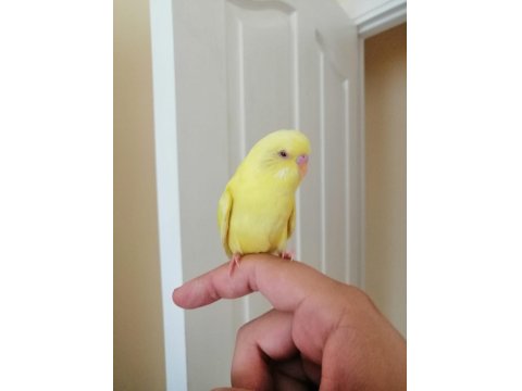 1 Aylık Yavru Dişi Muhabbet Kuşu