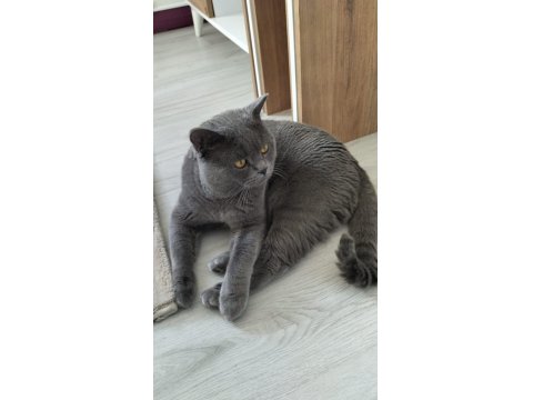 Sevgi Dolu British Shorthair 3.5 Yaşında