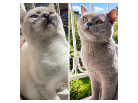 Yavru Kediler British Shorthair Blue Point Lilac