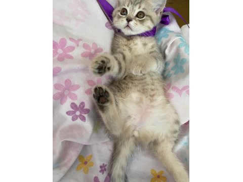 Oyuncu Ve Kaliteli British Shorthair Yavrular