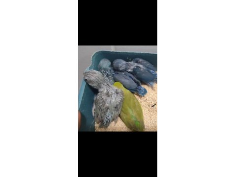 Elle Beslemeye Uygun Forpus Papağanı Yavrular