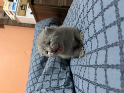 British Yavrularımız Rezerveye Açıktır