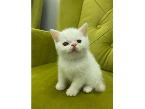 Scottish Straight 29 Nisan Doğumlu Erkek