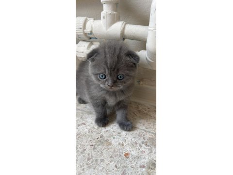 26 Nisan Doğumlu Scottish Fold Kediler